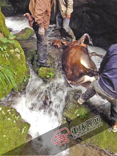 黃牛掉到懸崖下的小溪中。