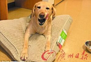 機(jī)智的導(dǎo)盲犬尤蘭達(dá)。