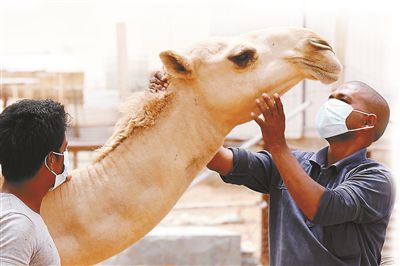 5月12日，印度工人在沙特利雅得外的一家農(nóng)場與駱駝接觸時戴著口罩