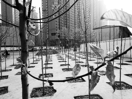 英協(xié)路沈莊北街路口空地上，城管雇人種的100多棵樹(shù)已經(jīng)長(zhǎng)出了嫩芽