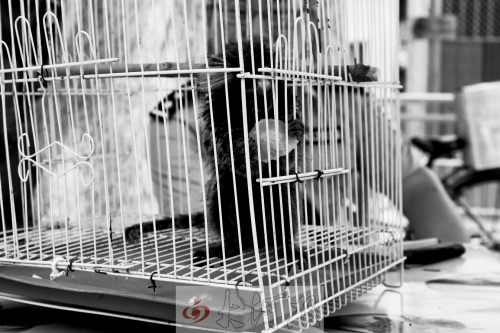 “別看俺個子小，中國很稀少！”