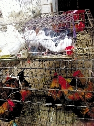 銷量大不如前，近期可能漲價