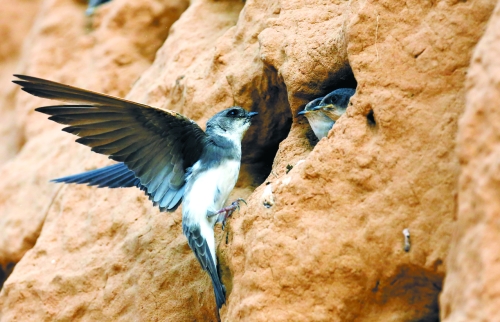 　曾經(jīng)，那些在工地上的巢穴待哺的小沙燕