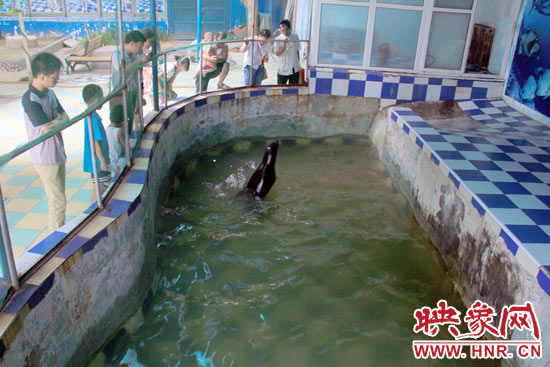 圖為游客在護欄網(wǎng)外面，觀看海獅的表演。