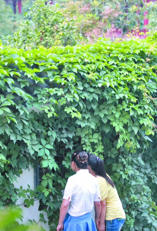 外面的游客正通過墻上的鏤空的窗，向夢溪園內觀望。