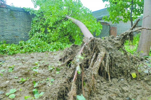 在焦作馬村區(qū)白莊老村，大樹被狂風(fēng)刮倒。