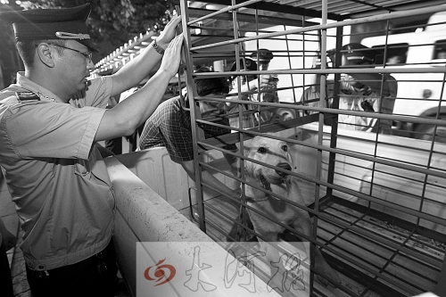 相關(guān)部門(mén)將加強(qiáng)管理，今年12月起烈性犬一律沒(méi)收。 （資料圖）