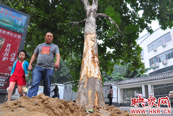 大樹根部翹起，歪向人行道邊。