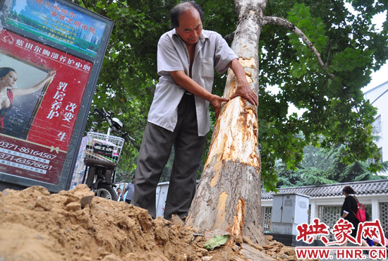 法桐受傷嚴(yán)重，樹皮上還沾著不少玻璃。