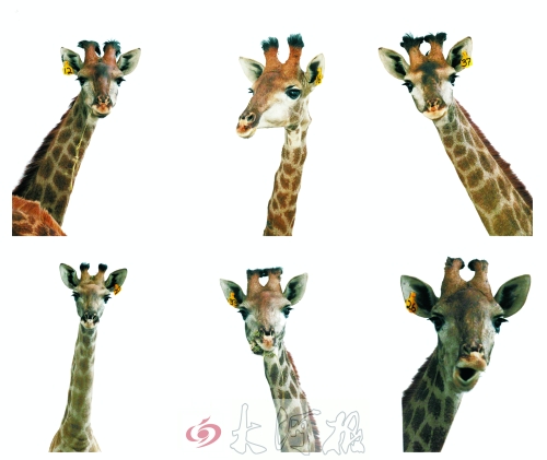 不是我們“高高在上”，只是個子太高就看看臉吧！