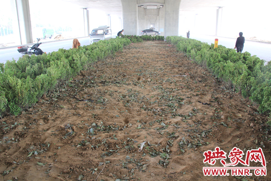 4月17日，當(dāng)記者經(jīng)過該路段時，發(fā)現(xiàn)那些“大葉女貞”并沒有繼續(xù)留在橋下生長，而是被悄悄移走了。