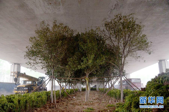 鄭州紫辰路與南三環(huán)交叉口向西，南三環(huán)快速路立交橋下，種植了40余棵大葉女貞，樹木已與立交橋底齊高。