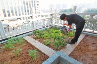 鄭州某酒店在樓頂打造的菜園子，服務(wù)員正在澆水。