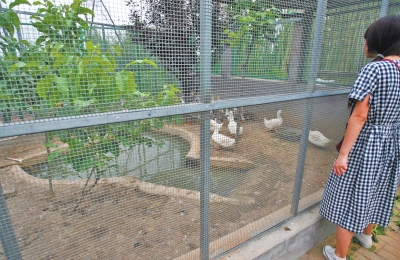 救助鳥類的大籠子里沒有鳥類，鴨子和鵝占了“鵲巢