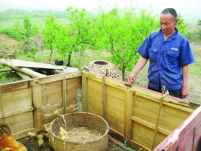弟弟趙文富向記者介紹他們養(yǎng)雞的地方。