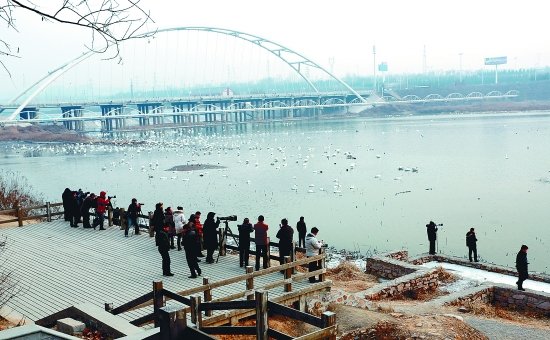 “哇!好多白天鵝?！? border=