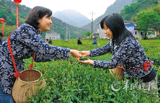 　　名茶六安瓜片原產(chǎn)地,游客身穿采茶女服裝在茶園體驗采摘新茶的樂趣。