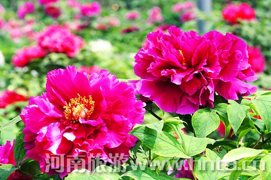 夢(mèng)回唐朝 聞香識(shí)牡丹