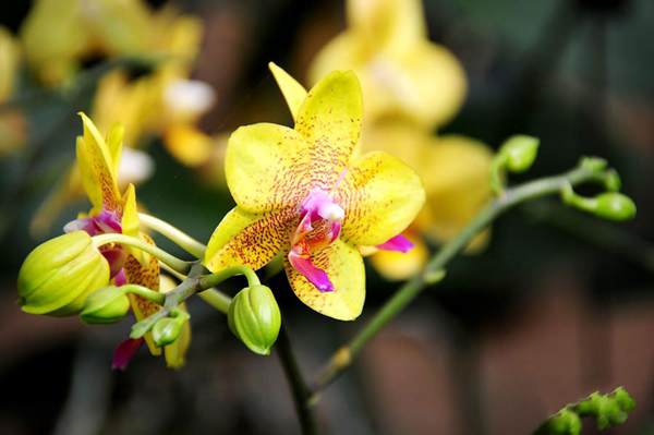 過(guò)年7天樂(lè)，老家河南春節(jié)享樂(lè)全攻略