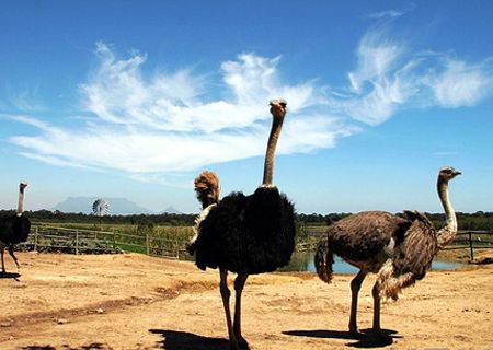 春節(jié)去哪兒？出游地圖告訴您！