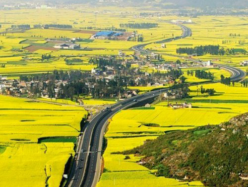 如何拍攝油菜花？達(dá)人教你7個(gè)拍攝技巧