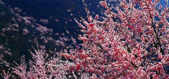 撿垃圾換玫瑰 女人節(jié) 愛在神農(nóng)山！