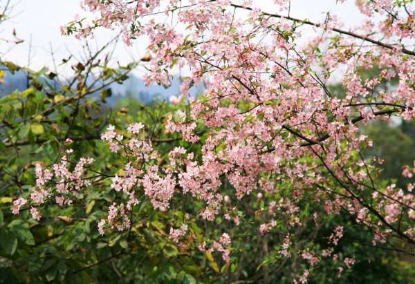 春享峨眉，樂(lè)游其中，且玩且珍惜