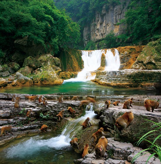 小長假游客扎堆蟒河、擠爆猴山