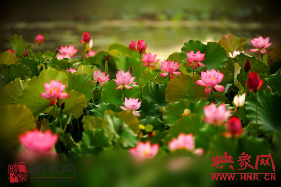 7月5日,第七屆淮陽(yáng)荷花節(jié)將于7月8日正式拉開(kāi)序幕。