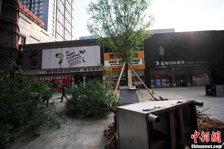 我和我的小伙伴們都驚呆了！沈陽真樹"種"上假樹葉