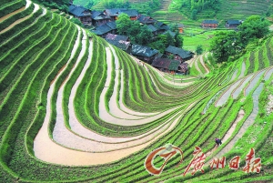 　　龍勝梯田錯落有致。