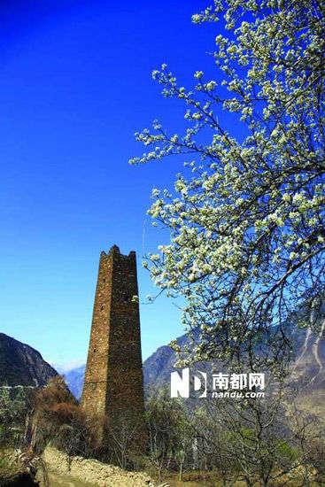 　　丹巴的碉樓與梨花互相輝映。