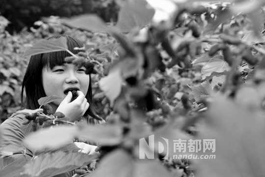 　　　　寶桑園桑葚已成熟,“五一”假期前都是吃桑葚的季節(jié)。南都記者 李向新 攝