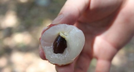 　　這就是傳說中的瓤肉瑩白如冰雪,漿液甘酸如醴酪。大家一下就摘了半筐。