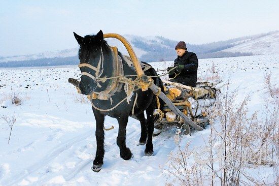 當(dāng)?shù)厝擞民R拉爬犁運柴火