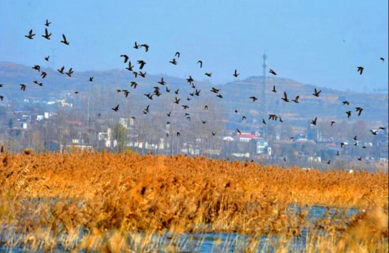 冬季觀鳥正當時:捕捉美麗 拍攝優(yōu)雅