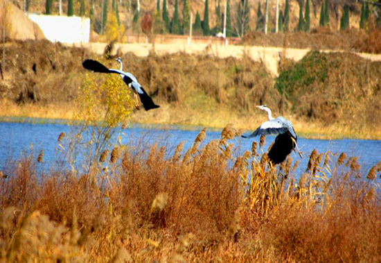 冬季觀鳥正當時:捕捉美麗 拍攝優(yōu)雅