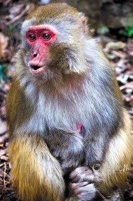 　　金鞭溪四周也是野猴的聚集地。