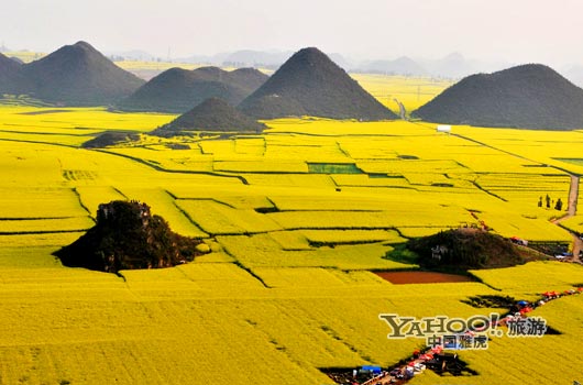 　　說(shuō)到羅平, 無(wú)人不知,只因那有全國(guó)面積最大的油菜花田。(圖片來(lái)源:CFP)