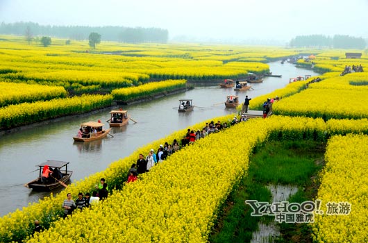 　　興化的油菜花最讓人心醉,因?yàn)闆](méi)有一個(gè)地方能把油菜花和水景結(jié)合得如此到位。(圖片來(lái)源:CFP)