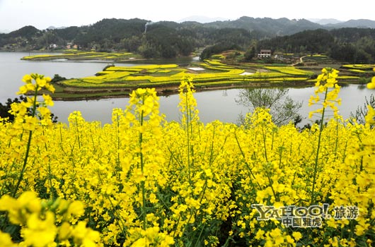 　　成片的油菜花同時(shí)開(kāi)放,置身于其中,會(huì)感受到色彩給人的震撼和陶醉。(圖片來(lái)源:CFP)