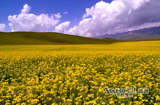 　　青海門源的油菜花景色甚為壯觀,十足的西部風(fēng)味。(圖片來(lái)源:CFP)
