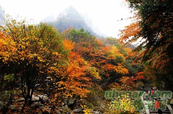 深秋去堯山賞紅葉、泡溫泉、拜大佛