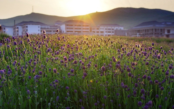 別樣蜜月，河南最適宜新婚度假的景區(qū)