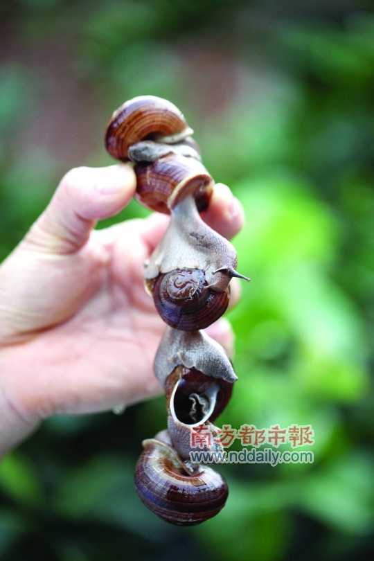 廣西的野生蝸牛追求原汁原味，做法也非常精簡。