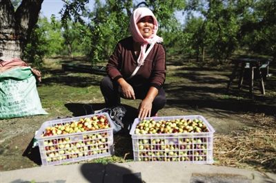 黃驊冬棗與梭子蟹齊名，但很多外地人并不知道它的好。