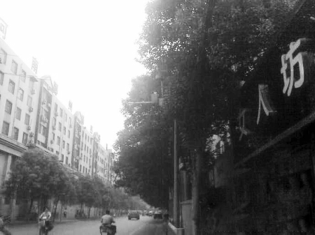 　　樹木枝繁葉茂，幾乎完全擋住紅綠燈 網(wǎng)友供圖