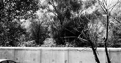 家長們熱切盼望的天明路小學(xué)規(guī)劃地，就在這個(gè)郁郁蔥蔥的院里