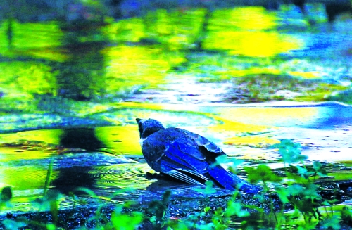 昨天，離三伏結(jié)束還有5天，鄭州、洛陽(yáng)拉響“紅色警報(bào)”