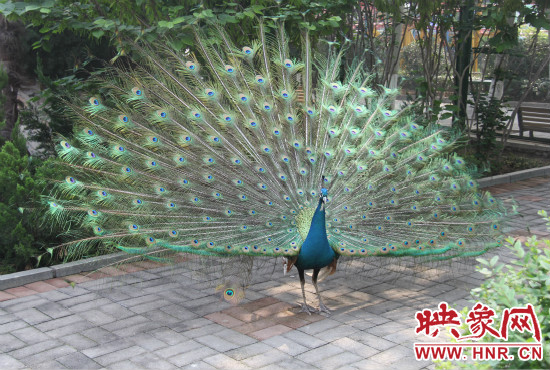 游客們來到動物園可以近距離觀賞孔雀開屏。